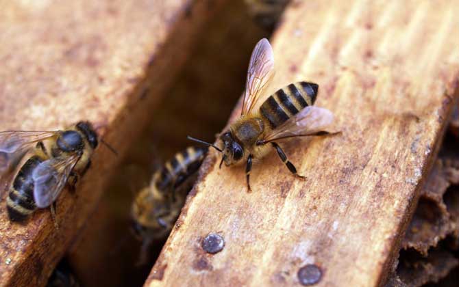 蜜蜂养殖是什么行业