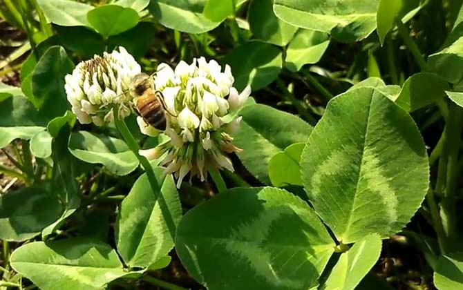 蜜蜂用什么采蜜