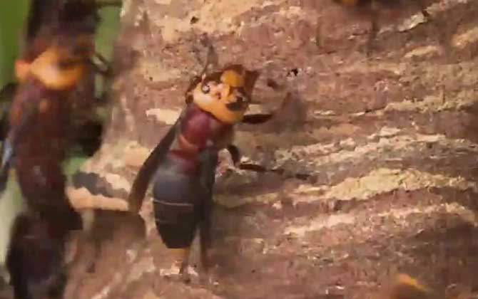 牛角蜂是什么蜂