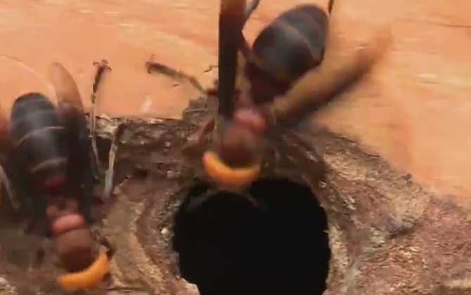 牛角蜂和胡蜂有什么区别