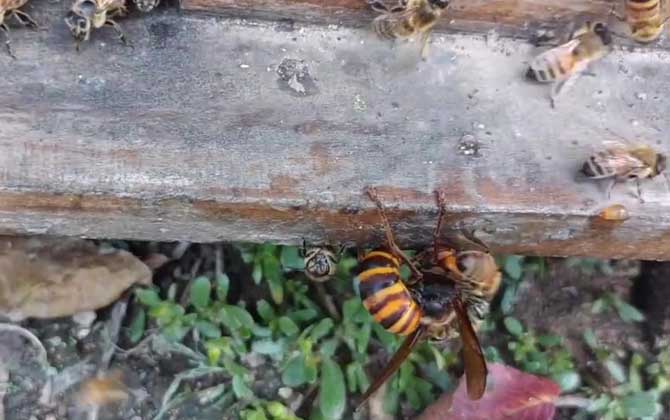 人头蜂会主动攻击人吗