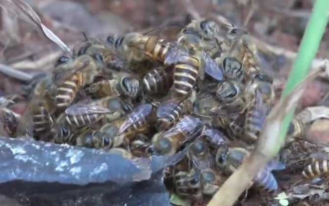 没有蜂蜡怎么诱蜜蜂