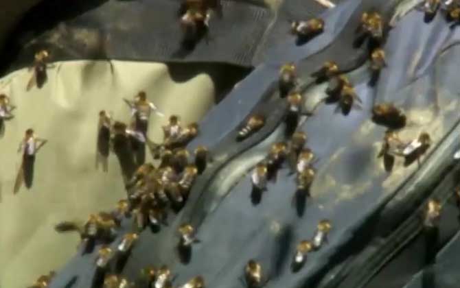 黑大蜜蜂最怕什么东西