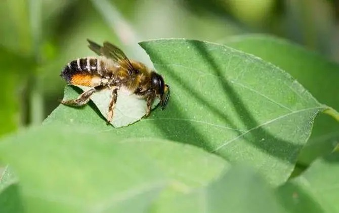 切叶蜂为什么要剪下叶子