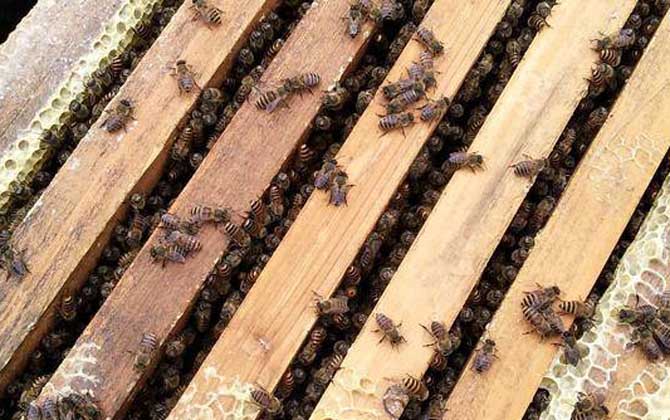 强群失王怎么办