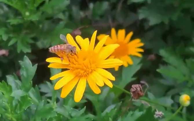 杀死蜜蜂会有报应吗