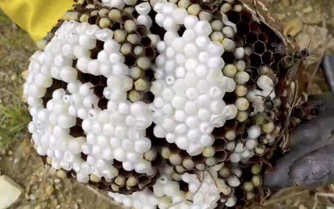 什么样的马蜂窝值钱