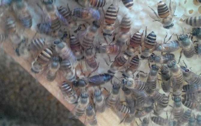 双王群怎样处理不打架