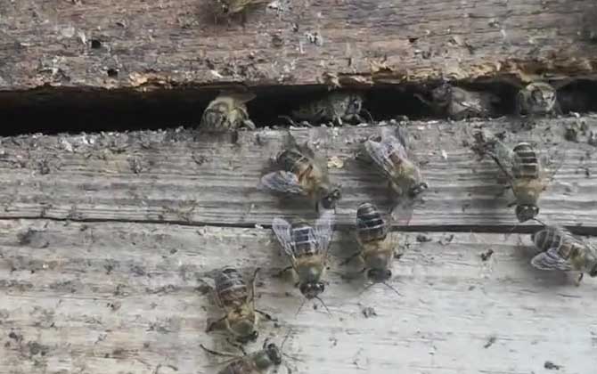 中蜂双王群加继箱怎么做