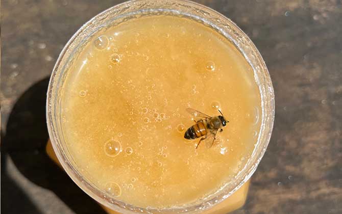 五倍子蜂蜜价格多少钱一斤