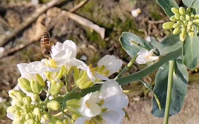 蜜蜂的生活方式和特点