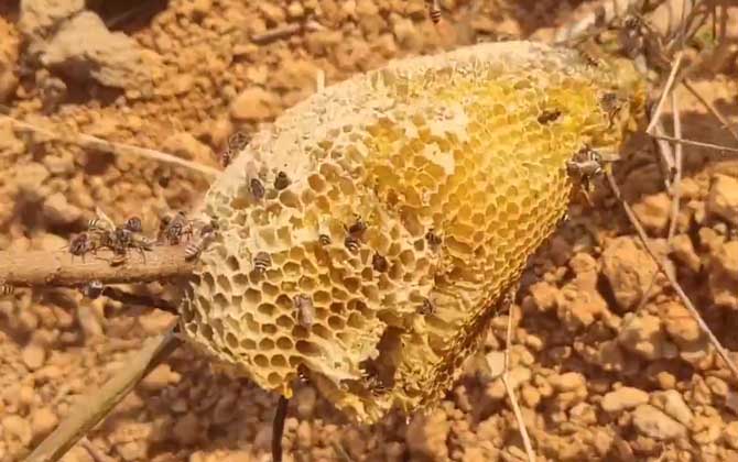 小蜜蜂是什么蜂