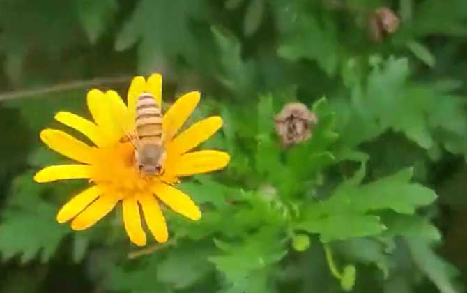 蜜蜂冬天会不会冻死