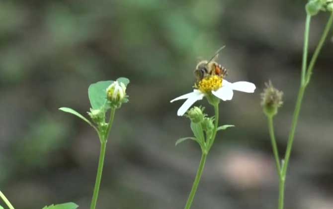 蜜蜂飞逃是什么原因