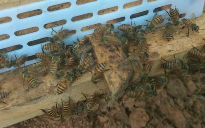 新蜜蜂认巢一般几天才出来