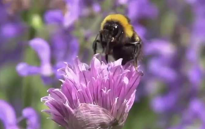 熊蜂的寿命有多长