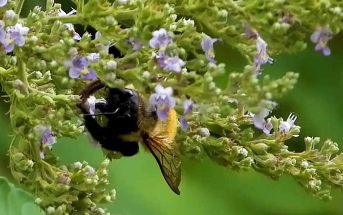 熊蜂可以当宠物养吗