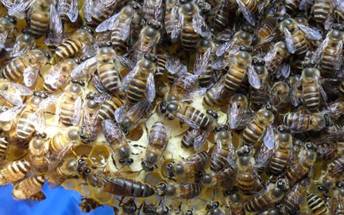 养蜂多久取一次蜂蜜