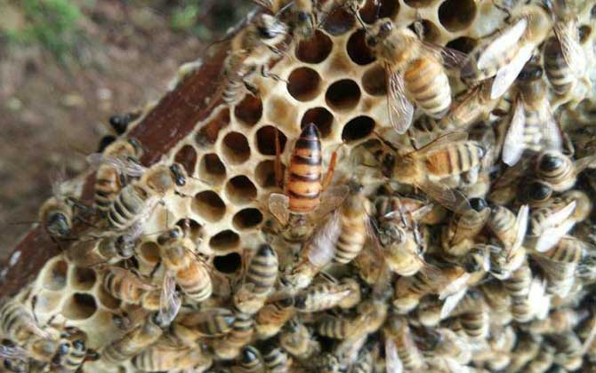 意蜂可以用格子箱养吗