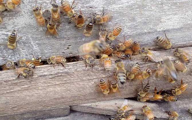 意蜂可以土养吗