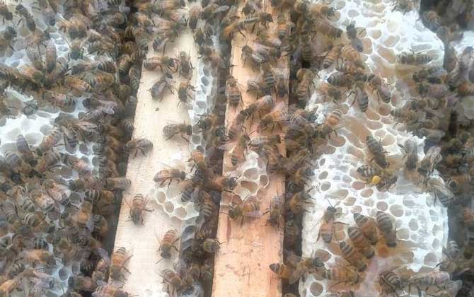 意蜂采集范围多少公里