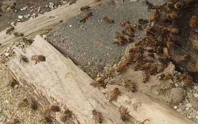 意蜂脾可以让中蜂用吗