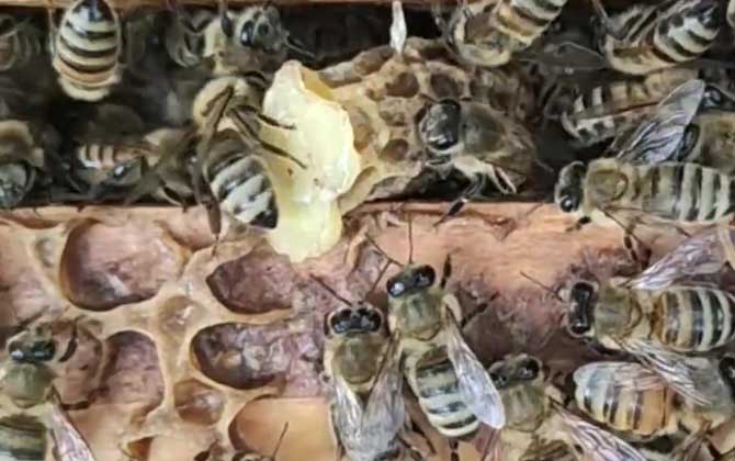 新手养意蜂要注意什么