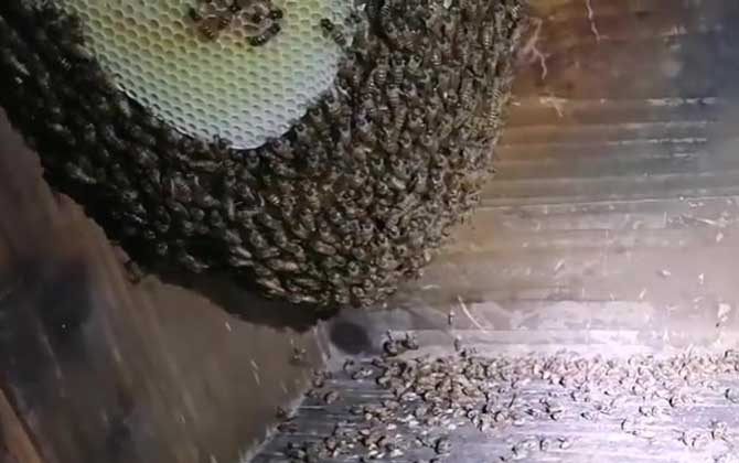 一年四季都可以诱蜂吗