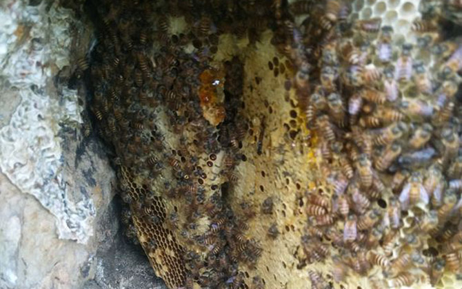 用什么烟来熏蜜蜂最好