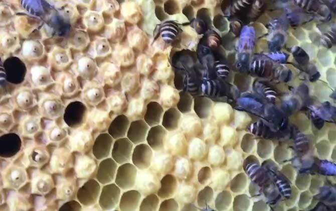 雄蜂是由什么发育来的