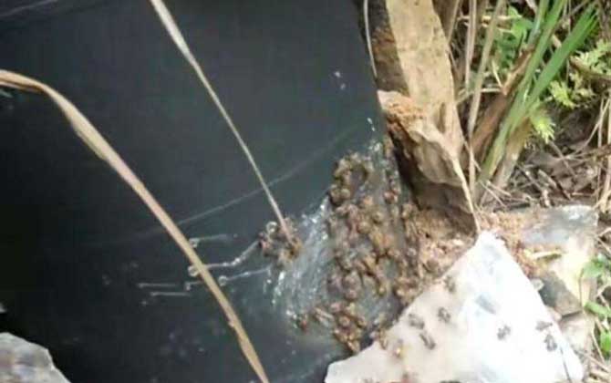 诱蜂桶可以直接养蜂吗