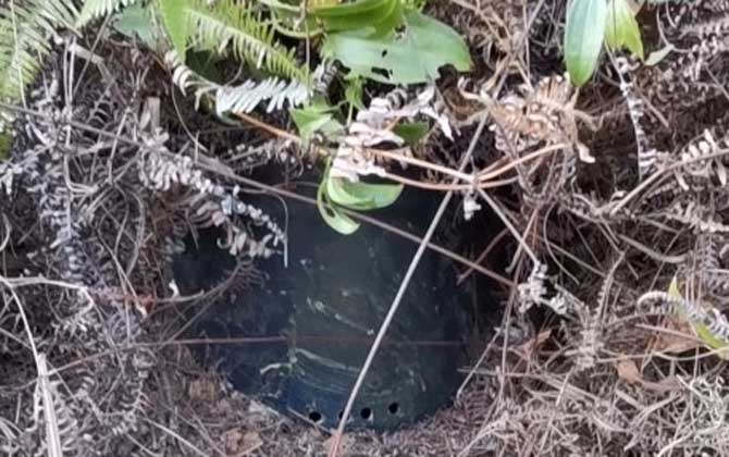 诱蜂桶来了几只蜜蜂进出怎么回事