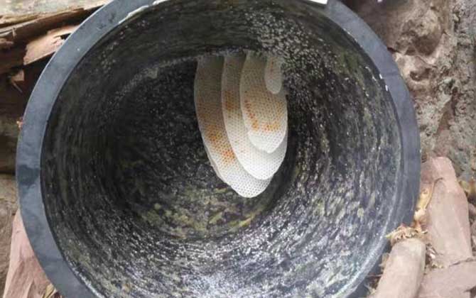 诱蜂桶什么时候放合适