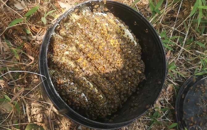 诱蜂箱放什么地方最好