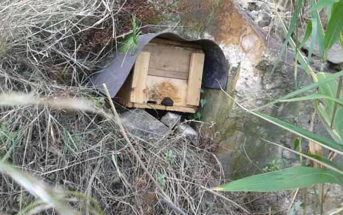 诱蜂箱能诱到几公里的蜜蜂