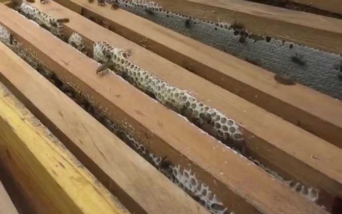 原地分蜂怎么样不回蜂