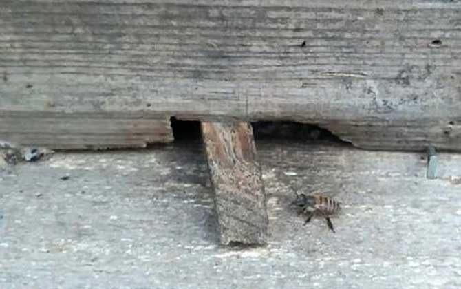 越冬蜂失王有什么表现