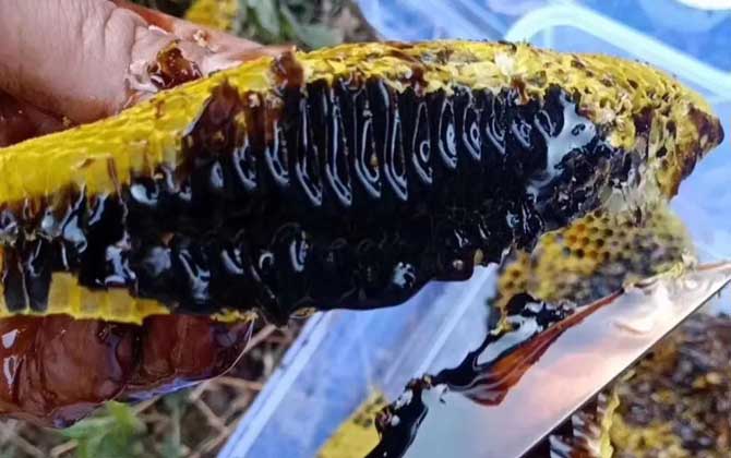 云南黑蜂蜜多少钱一斤