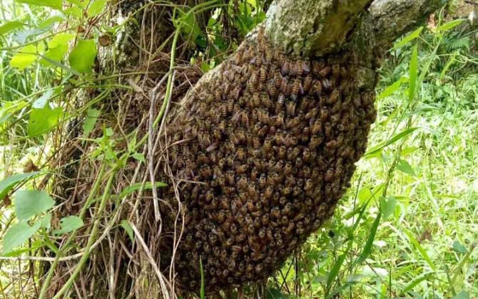 怎么防止蜜蜂自然分蜂