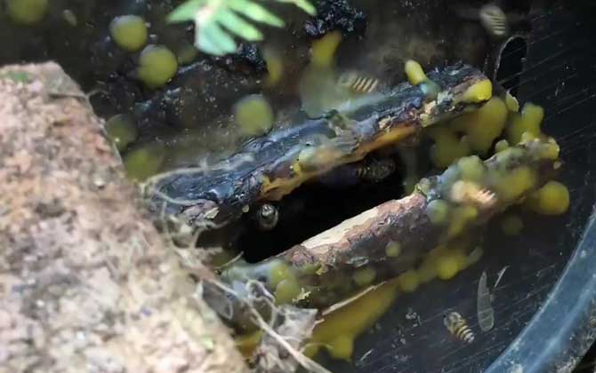 侦查蜂一般几点侦查