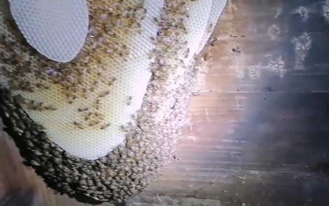 中蜂分蜂会在附近筑巢吗