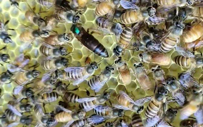 中蜂蜂王从卵到出台要几天