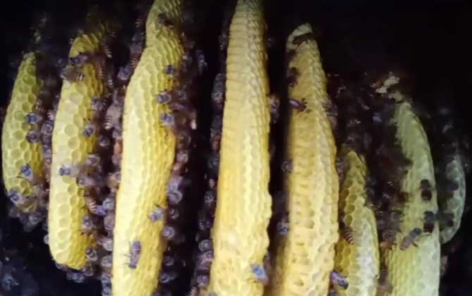 中蜂交替王台一般有几个