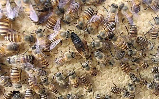 中蜂没有蜂王会怎么样