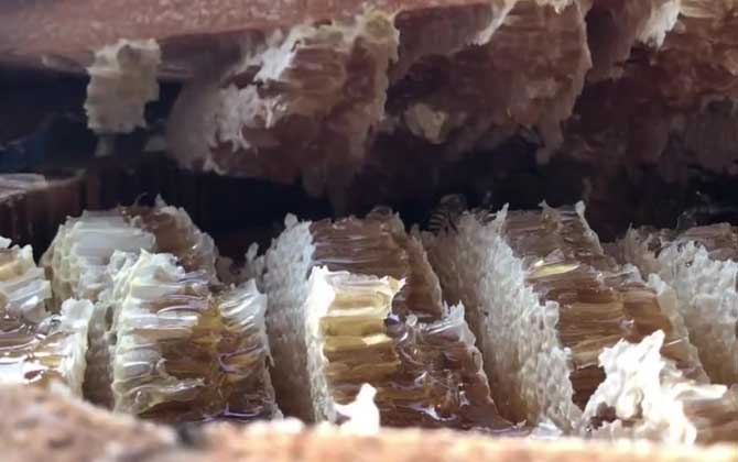 中蜂蜜和意蜂蜜哪个营养价值高