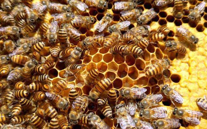 中蜂脾意蜂可不可以用