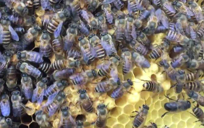 雄蜂的作用是什么