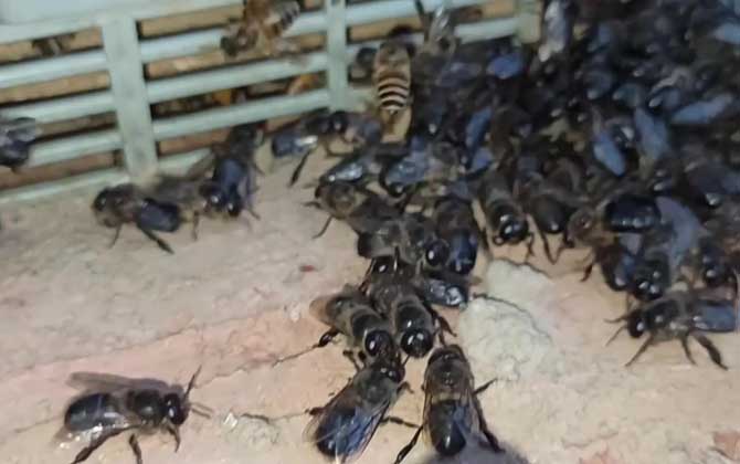 雄蜂太多对蜂群有什么影响