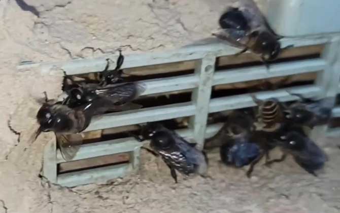 雄蜂太多怎么处理