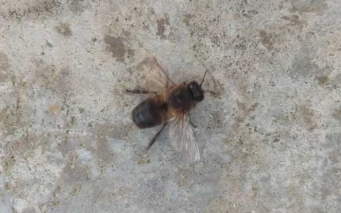 雄蜂下午飞出做什么